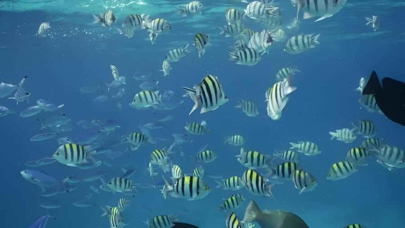 Snorkeling and mangroves with lunch at Baru white beach Cartagena - Key Points