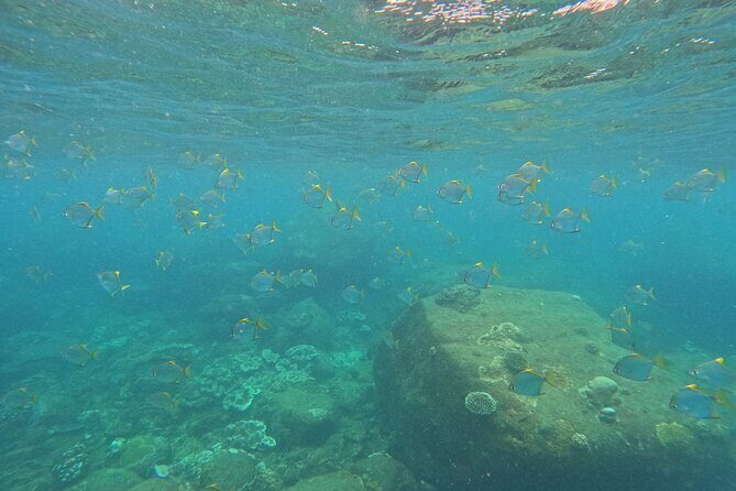 Snorkeling at Angel Rock - An In-Depth Look at Snorkeling at Angel Rock