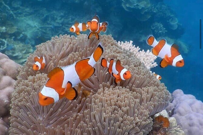 Snorkeling At Blue lagoon And Hidden waterfall - Why This Tour Is a Great Choice