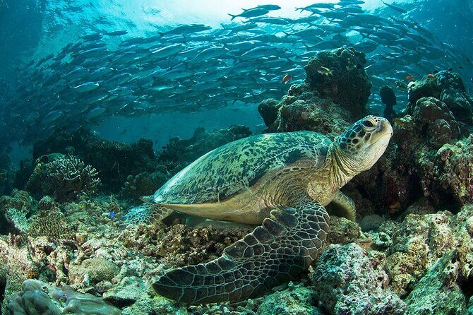Snorkeling at Caño Island - Snorkeling at Caño Island: A Treasure in Costa Rica’s Central Pacific