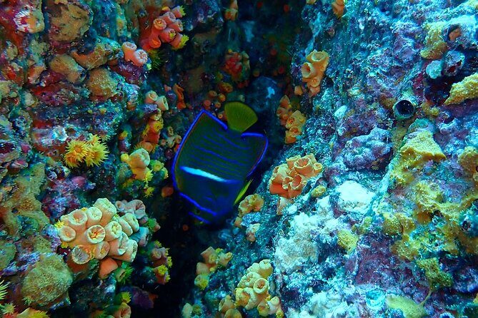 Snorkeling at Caño Island - The Value of This Experience