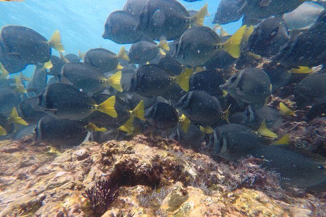 Snorkeling at Catalina Islands - A Practical Look at the Catalina Islands Snorkeling Tour