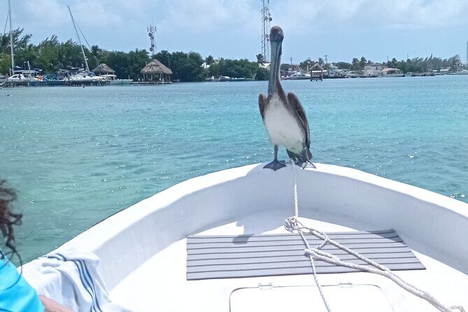 Snorkeling at Hol Chan Marine Reserve & Shark Ray Alley (3.0 Hrs) - Key Points