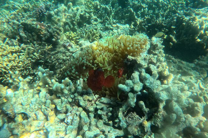 Snorkeling at Menjangan Island Bali Hidden Underwater Gem - What to Expect During Your Snorkeling Trip