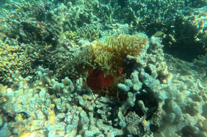 Snorkeling at Menjangan Island Bali Hidden Underwater Gem - Frequently Asked Questions