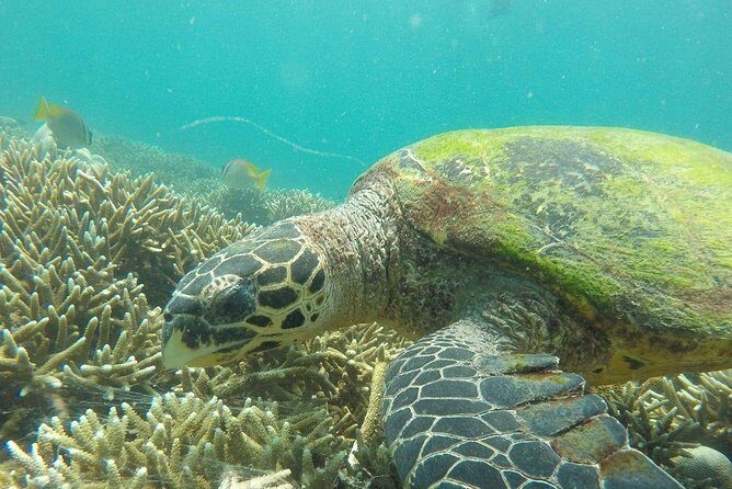 Snorkeling at Pigeon Island - Snorkeling at Pigeon Island: A Close-Up Look