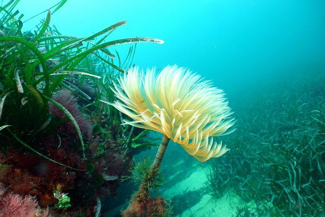 Snorkeling - By boat on site in the Bay of Cannes or Estérel - Who Will Love This Tour?