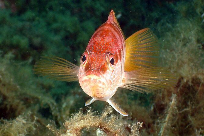 Snorkeling - By boat on site in the Bay of Cannes or Estérel - Final Recommendations