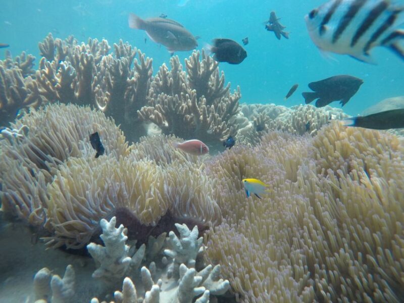 Snorkeling Cham Island: Snorkeling Tour by Speed Boat - Snorkeling Cham Island: Snorkeling Tour by Speed Boat