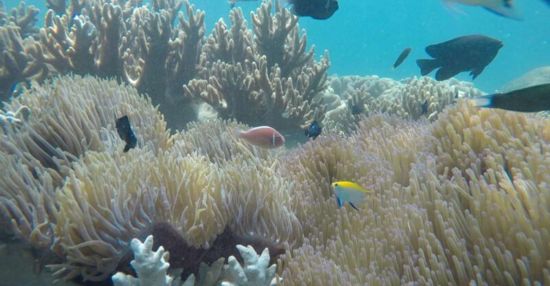 Snorkeling Cham Island: Snorkeling Tour by Speed Boat - Key Points