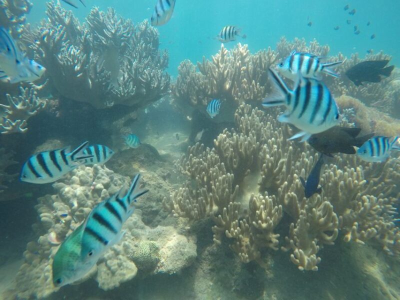 Snorkeling Cham Island: Snorkeling Tour by Speed Boat - Authentic Experiences from Reviews