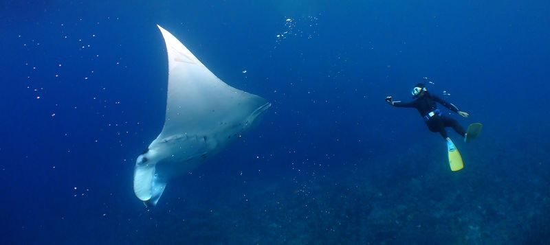 Snorkeling, Diving, & Fun Diving Experience in Kerama Islands - At a glance: what to know before booking