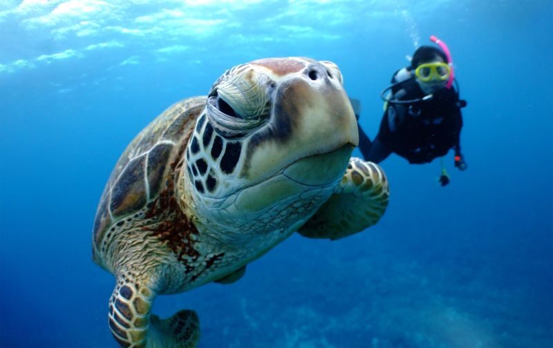 Snorkeling, Diving, & Fun Diving Experience in Kerama Islands - Kerama’s clear water is the main event