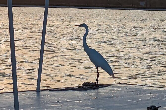 Snorkeling, Dolphin and Wildlife Sightings at St. Andrews Bay - Final Thoughts