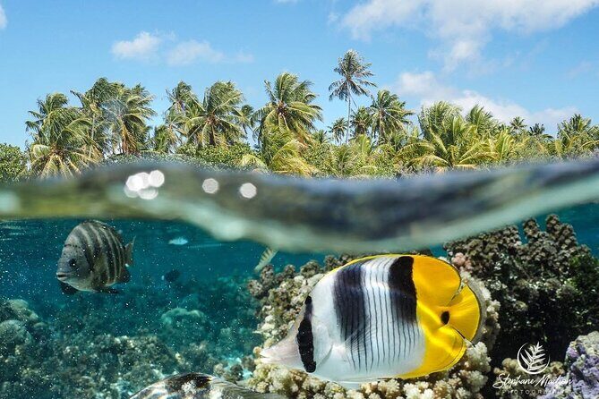 Snorkeling EN Small Group Tour in Tahiti - Experience the Beauty of Tahiti’s Underwater World on a Small Group Snorkeling Tour