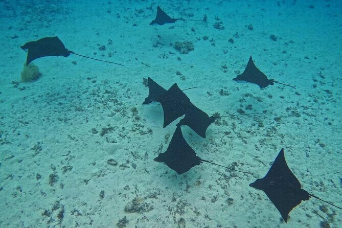 Snorkeling EN Small Group Tour in Tahiti - A Deep Dive into the Tahitian Snorkeling Experience