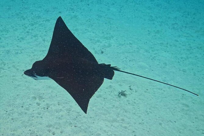 Snorkeling EN Small Group Tour in Tahiti - Is This Tour Worth the Price?