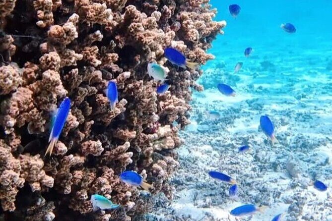 Snorkeling EN Small Group Tour in Tahiti - Frequently Asked Questions