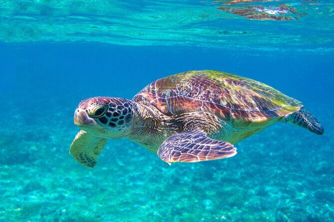 Snorkeling EN Underwater Scooter in Tahiti - The Sum Up: Why This Tour is a Great Choice