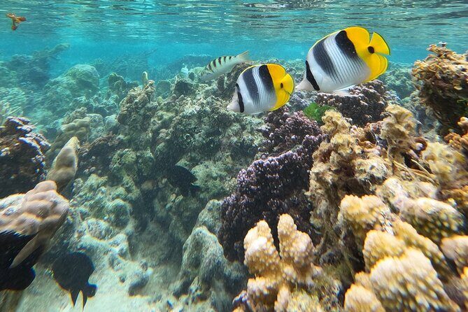 Snorkeling EN Underwater Scooter in Tahiti - FAQ