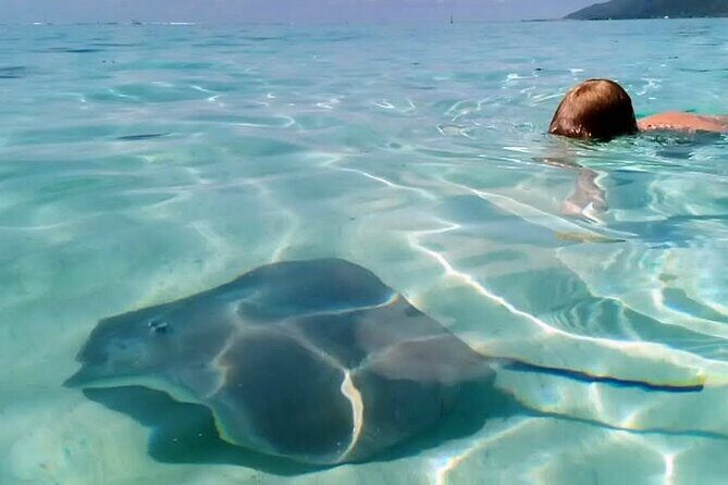 Snorkeling excursion and encounter with marine fauna in Moorea - Final Thoughts