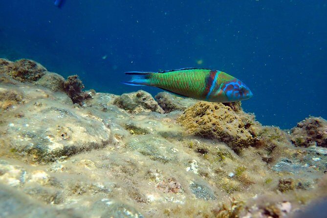 Snorkeling excursion in Isla de Tabarca - Key Points