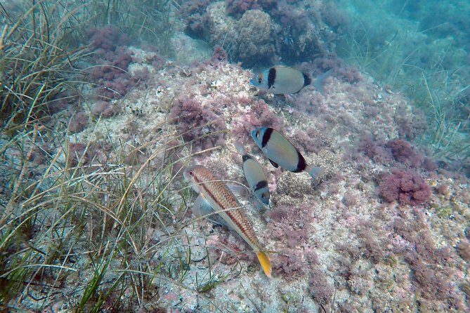 Snorkeling excursion in Isla de Tabarca - Who Would Enjoy This Tour?