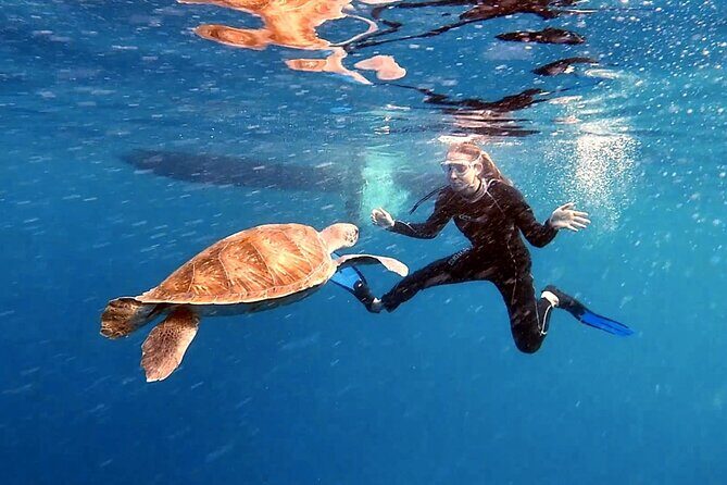 Snorkeling excursion in the Rayas and Turtles Zone - Exploring the Snorkeling Excursion in Detail