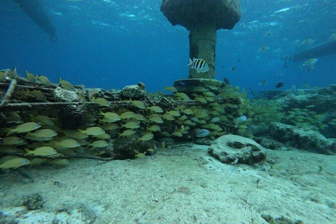 Snorkeling Experience Cozumel only from Playa del Carmen - Key Points
