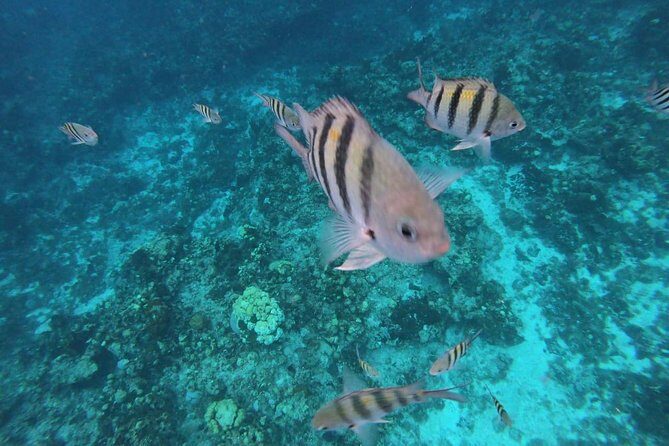 Snorkeling Experience Cozumel only from Playa del Carmen - FAQs