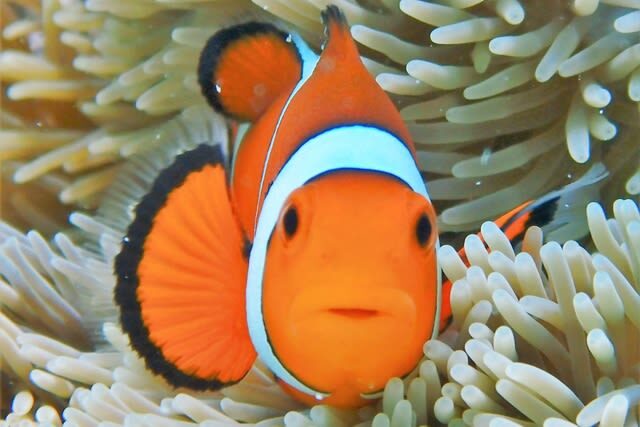 Snorkeling Experience in Ishigaki Island - A realistic look at safety and comfort