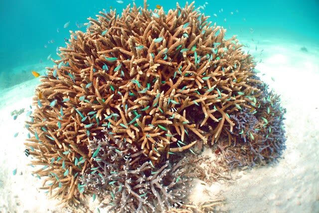 Snorkeling Experience in Ishigaki Island - Who will get the most from this half-day trip