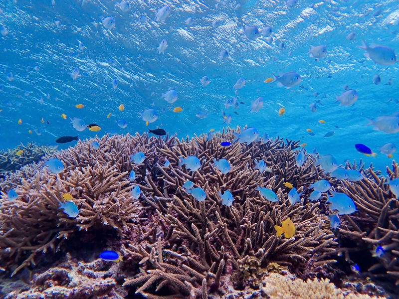 Snorkeling Experience in Miyako Island - Yabiji snorkeling at a glance