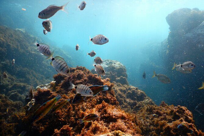 Snorkeling Experience in Terceira Island - Snorkeling Experience in Terceira Island