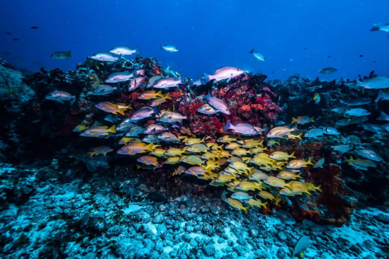 Snorkeling for beginners in crystal clear sea of Halkidiki - Authentic Marine Encounters and Scenic Views