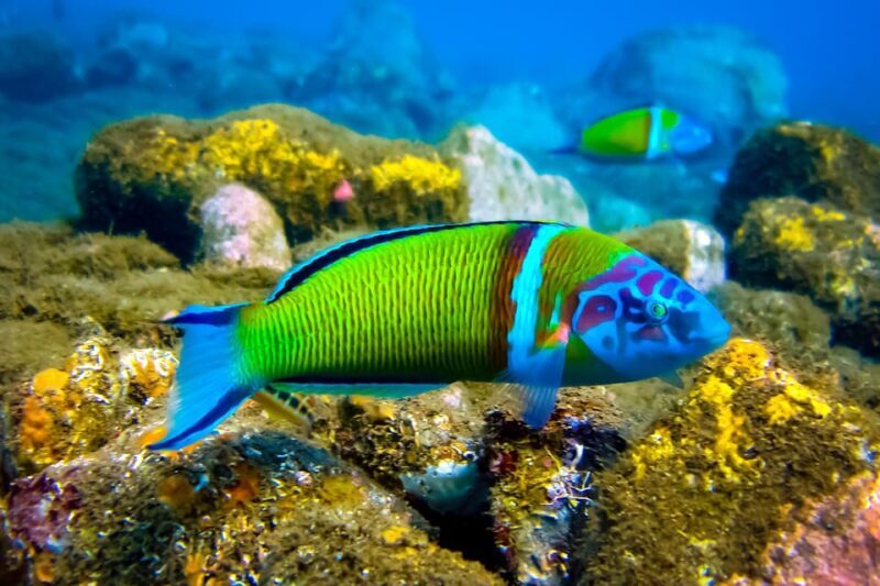 Snorkeling for beginners in crystal clear sea of Halkidiki - The Value of the Experience