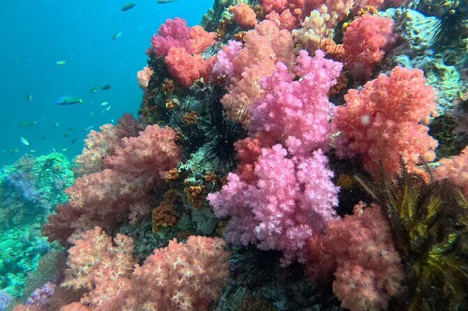 Snorkeling + Free Underwater Photos by Longtail Boat Koh Lipe A - FAQ