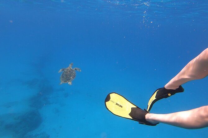 Snorkeling Gear Rental - An In-Depth Look at the Snorkeling Gear Rental Experience