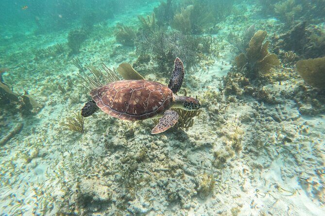Snorkeling Guided Activity in Puerto Morelos Mexico - What to Expect on Your Snorkeling Tour