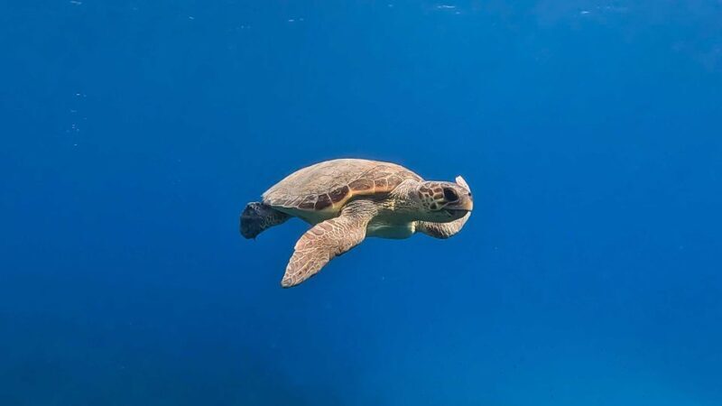 Snorkeling guided tour in beautiful Marathopoli - Key Points