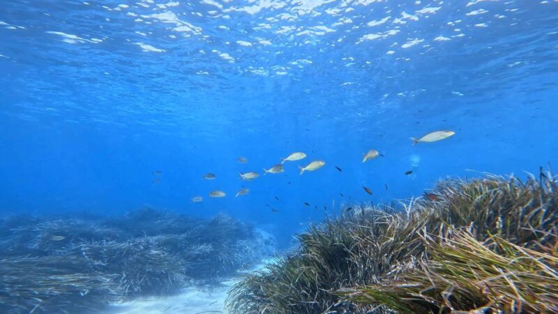 Snorkeling guided tour in beautiful Marathopoli - Why Travelers Find This Tour Worthwhile