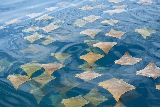 Snorkeling in Cabo Rosa Tunnels Isabela Island - Final Thoughts