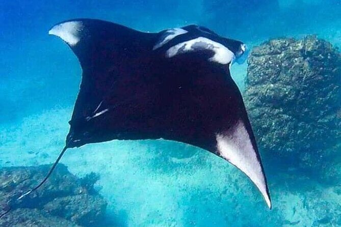 Snorkeling in Caño Island from uvita - Key Points