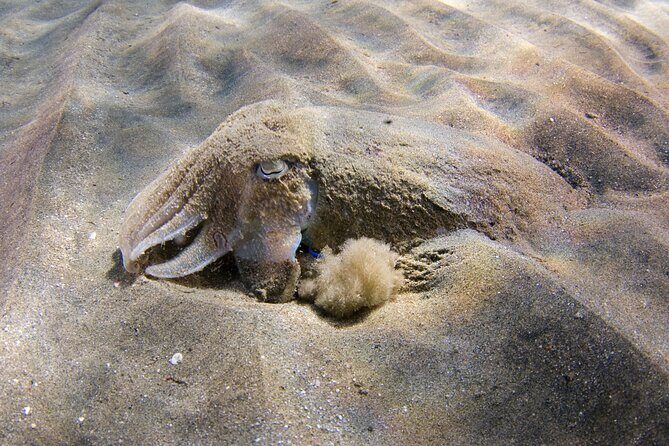 Snorkeling in Gran Canaria with Hotel Pick-up - Authentic Reviews: What Travelers Say