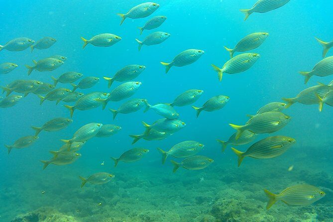 Snorkeling in Gran Canaria with Hotel Pick-up - Practical Tips for a Smooth Trip