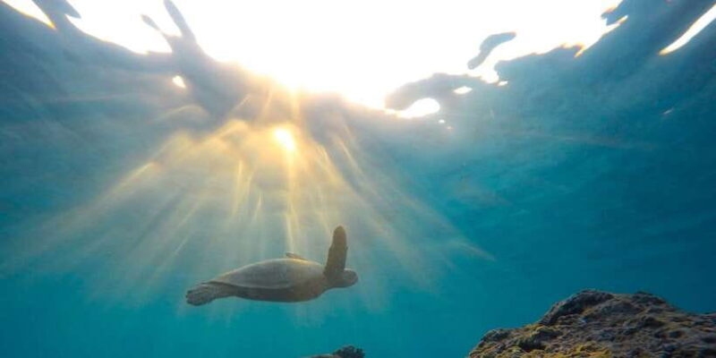 Snorkeling in Hikkaduwa - Key Points