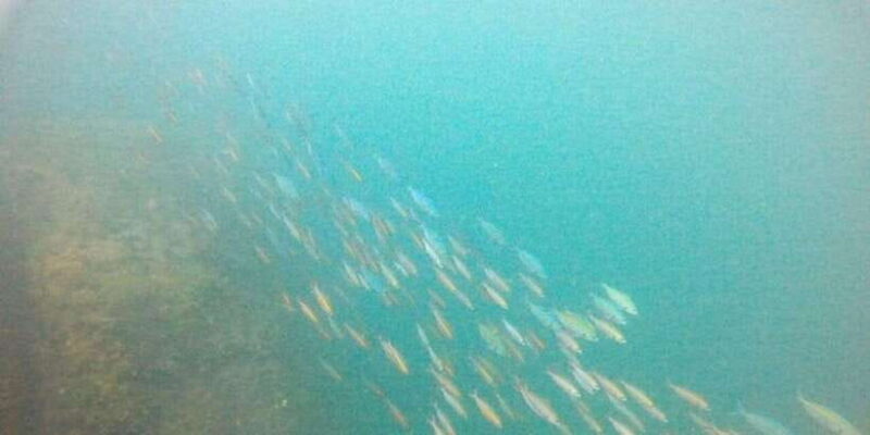 Snorkeling in Hikkaduwa - Final Thoughts: Who Should Book This Tour?