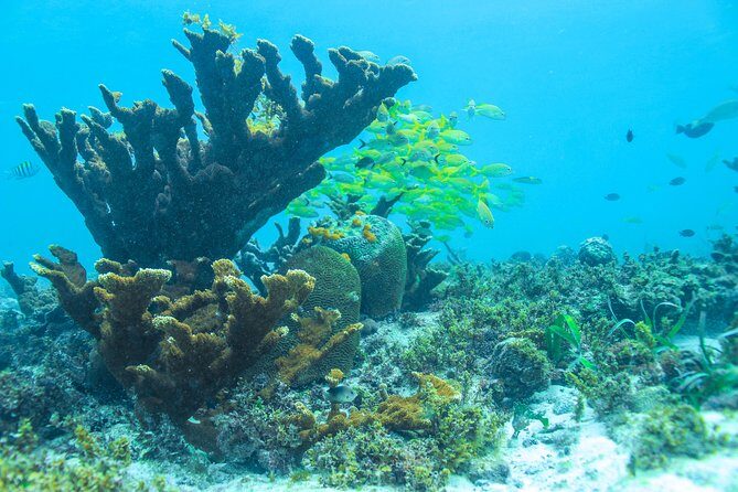 Snorkeling in Isla Mujeres, Luxury Sailing- PRIVILEGE - Final Thoughts: Is It Worth It?