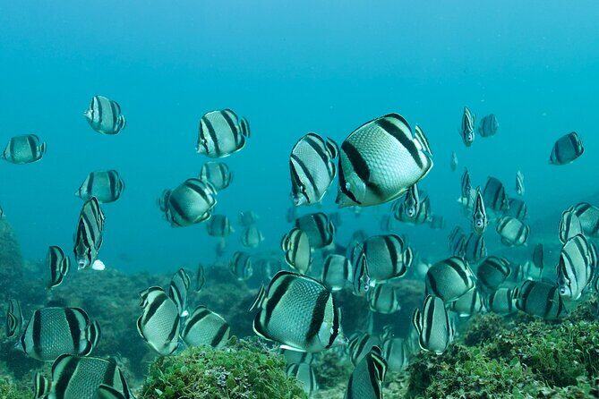 Snorkeling in Los Arcos and Bird watching - Why We Love It