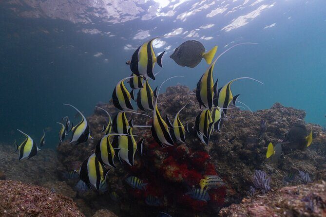 Snorkeling in Los Arcos and Bird watching - Conservation and Local Knowledge